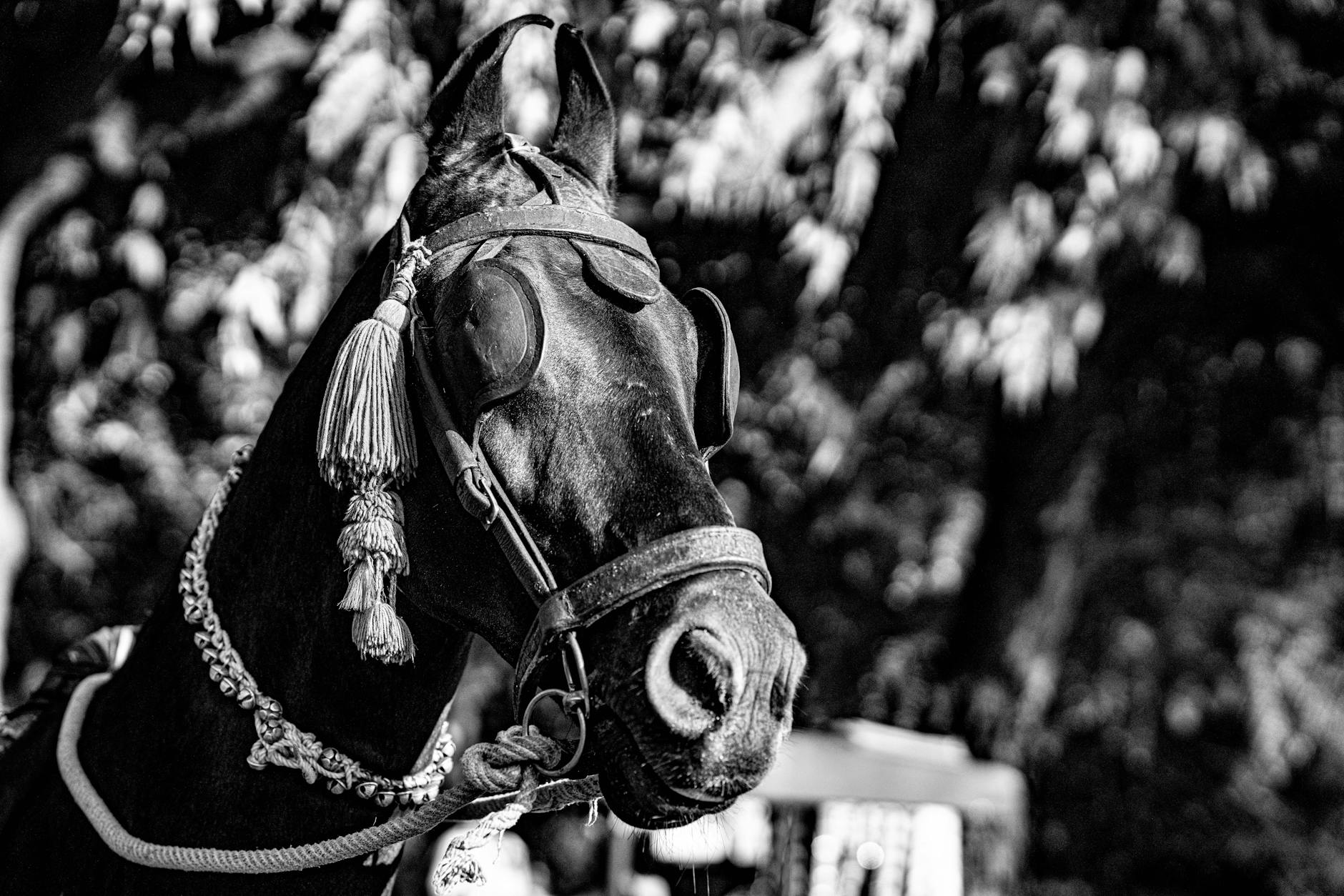 majestic black horse with blinders