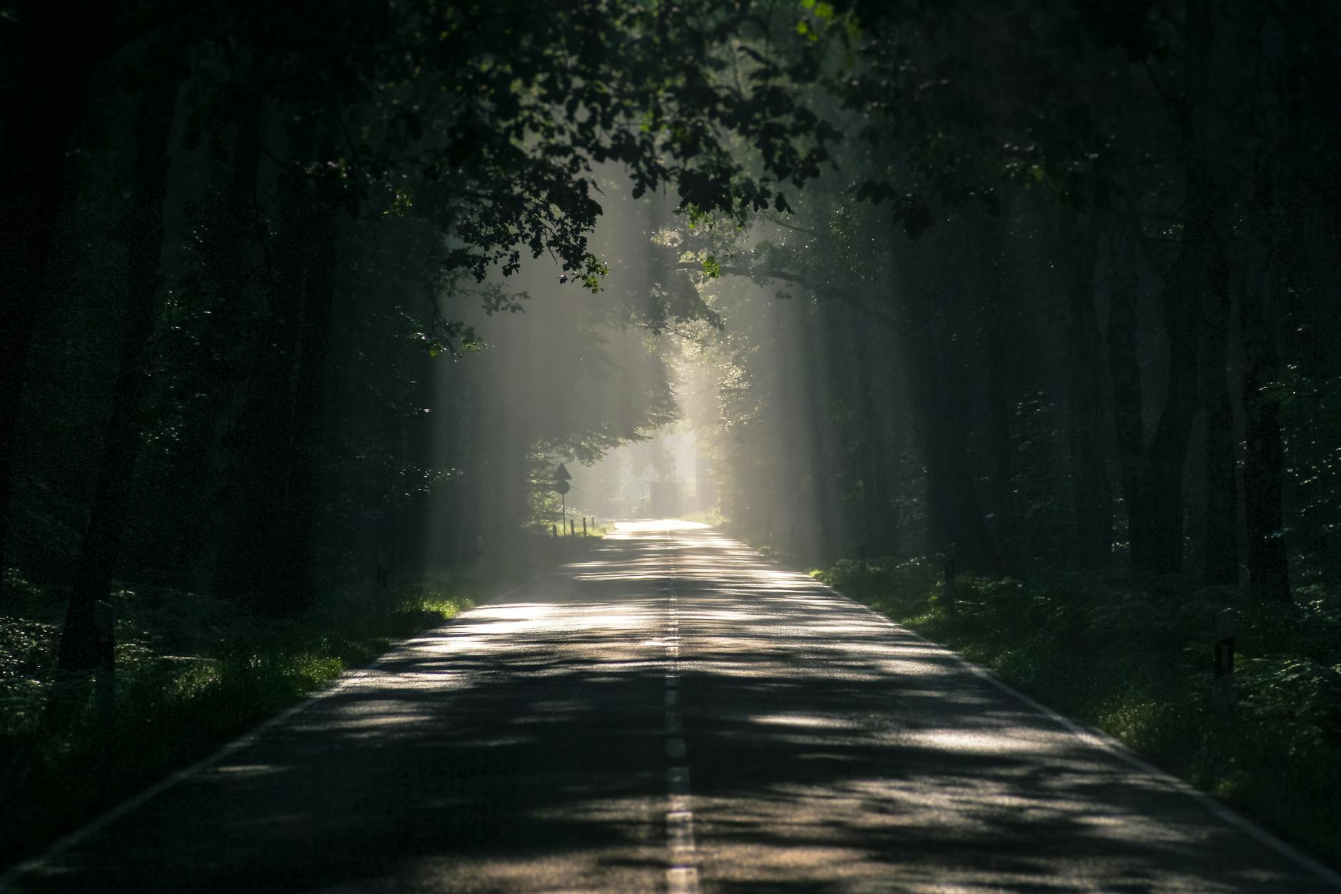 gray asphalt road surrounded by tall trees