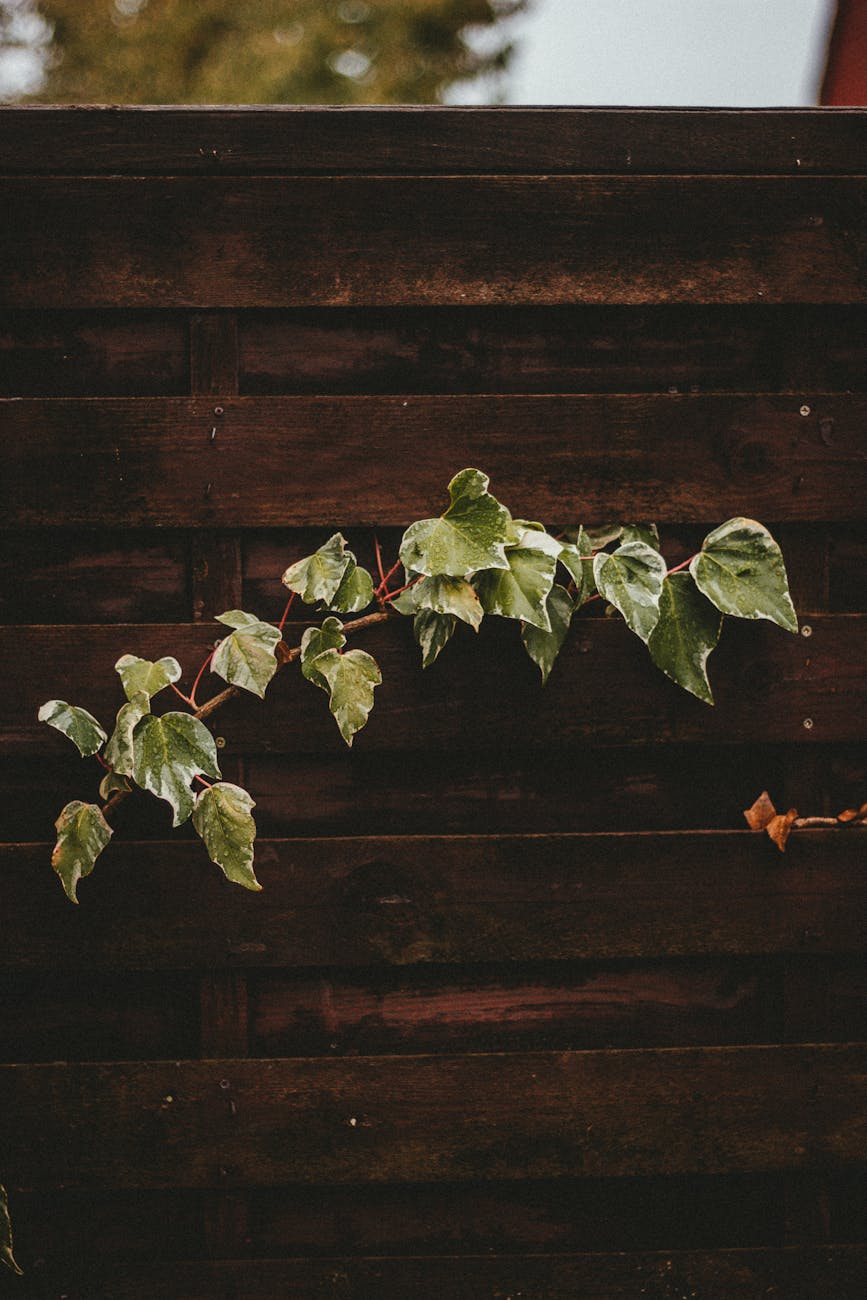 green branch next to wooden fence