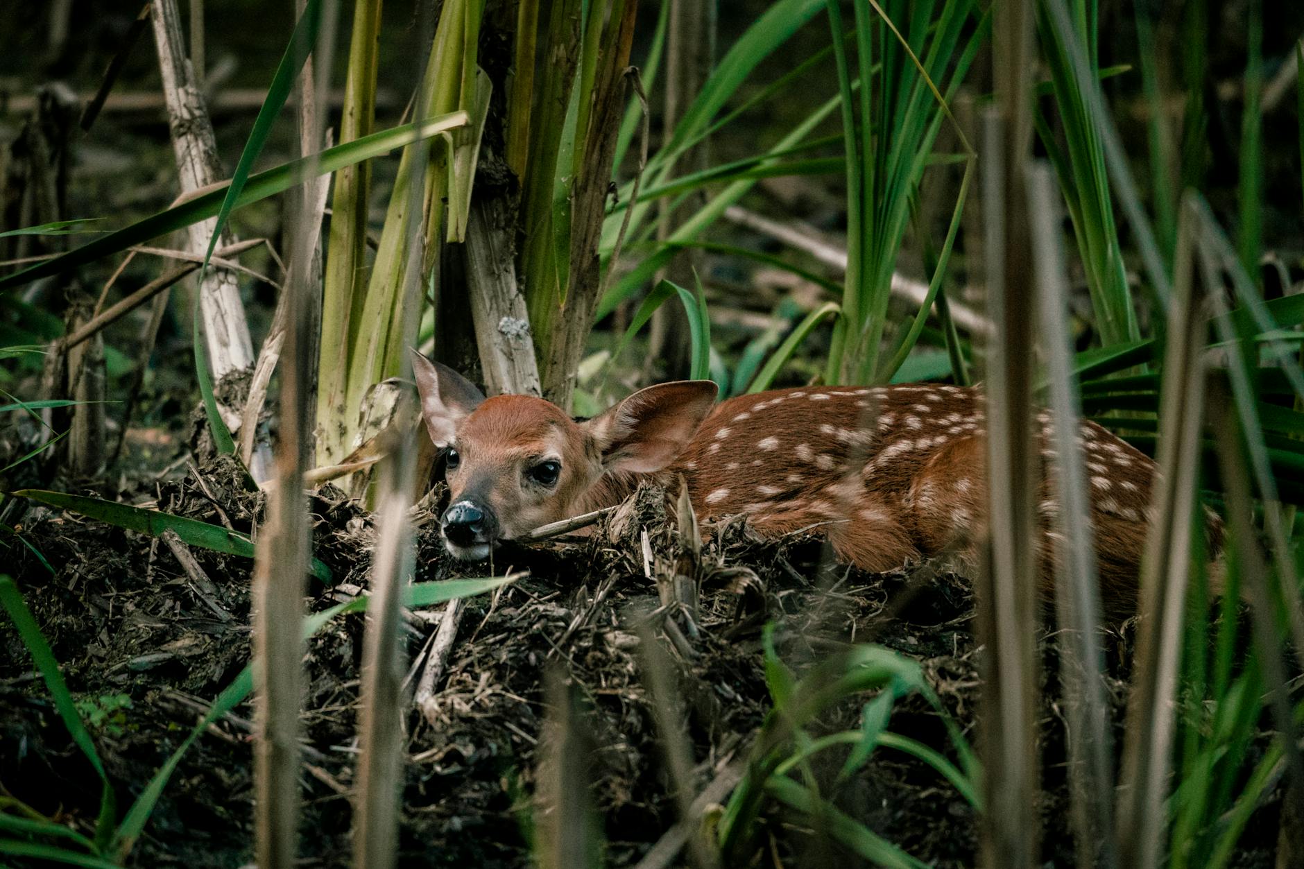 virginia deer lying near green plants