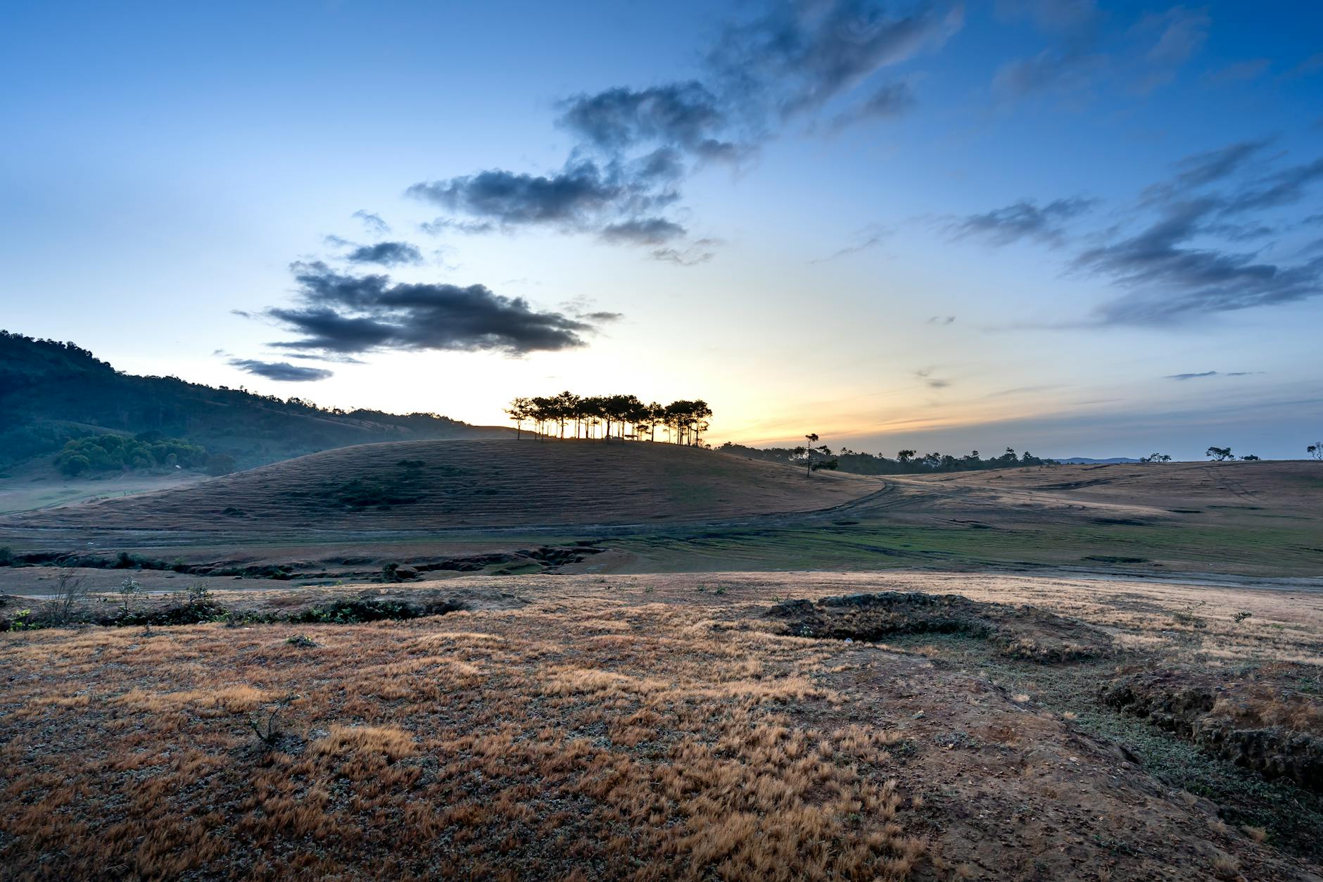 green trees and brown grass under cloudy sky